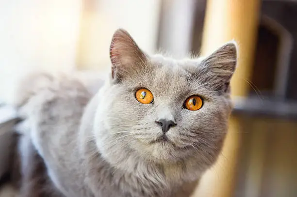 Chartreux cat looking while sitting