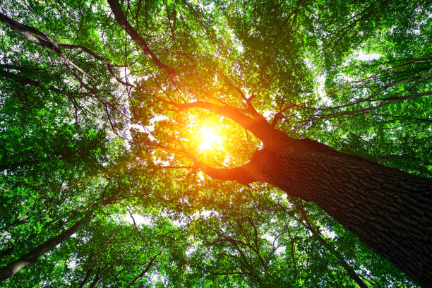 istock forest trees nature green wood sunlight backgrounds 639103304