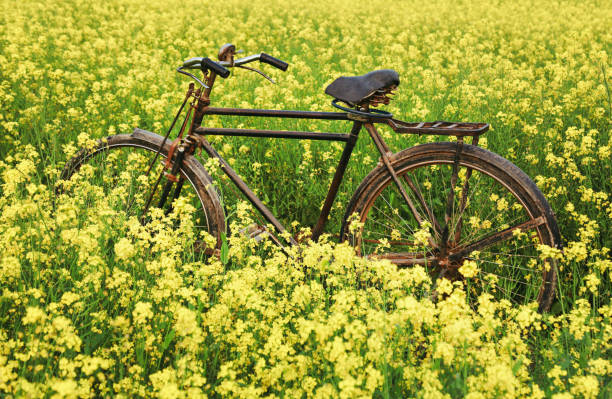 istock Vintage Bicycle in rural mustard field 639103398