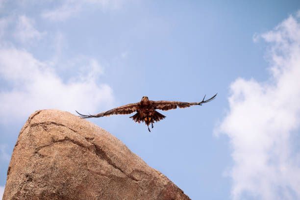 black kite eagle in flight - portrait red tailed hawk hawk eagle imagens e fotografias de stock