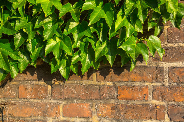 istock Leaves on old brick wall. 639104474