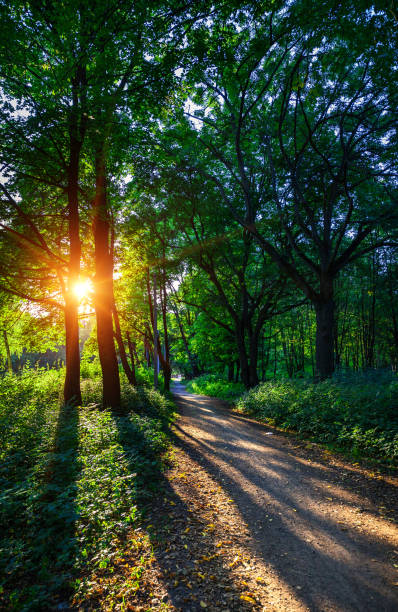 istock beautiful green forest 639105916