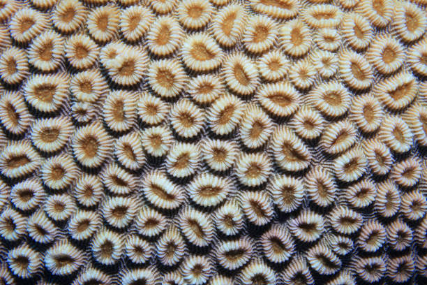 Coral polyps of brain coral (Favia favus) underwater in the coral reef