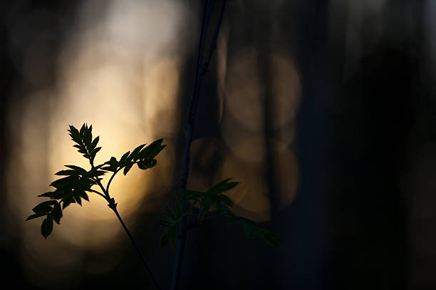 istock Rowan tree leaves against defocused background 639106866