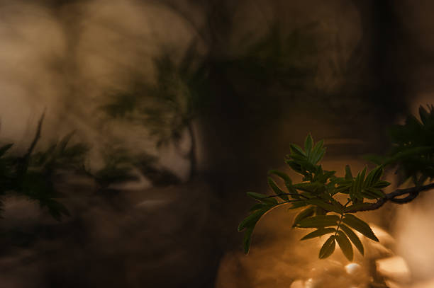 Rowan tree leaves against defocused background
