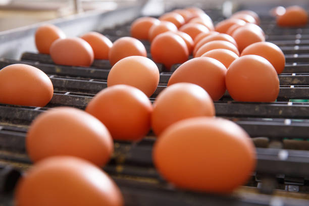 Fresh and raw chicken eggs on a conveyor belt Fresh and raw chicken eggs on a conveyor belt, being moved to the packing house. Consumerism, egg production, automated business, organic farming concept. Poultry stock pictures, royalty-free photos & images