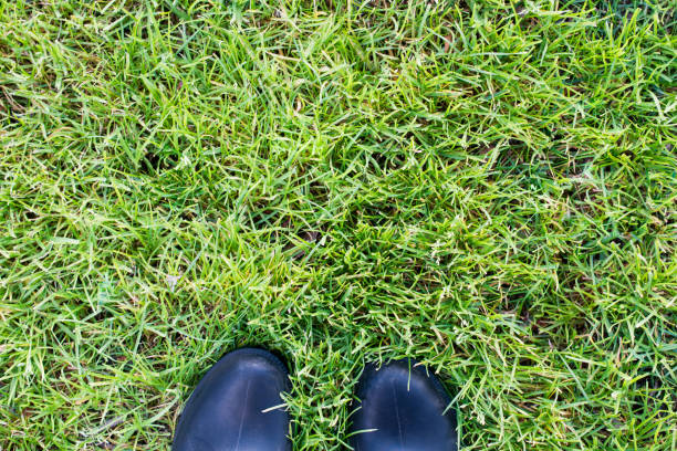 istock Green grass texture as nature background 639109270