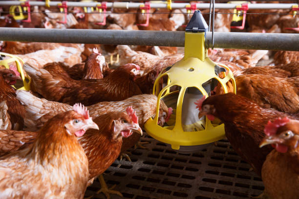 istock Farm chicken in a barn, eating from an automatic feeder 639109398