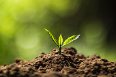 planbaum-im-neutralen-hintergrund.jpg?b=1&s=170x170&k=20&c=Hh0gRm7eYsjWScFCoxldFNMc7iUrZBTdGYuOMcy-qzQ=