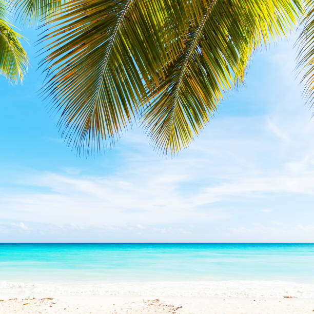 istock Tropical beach photo background 639112238