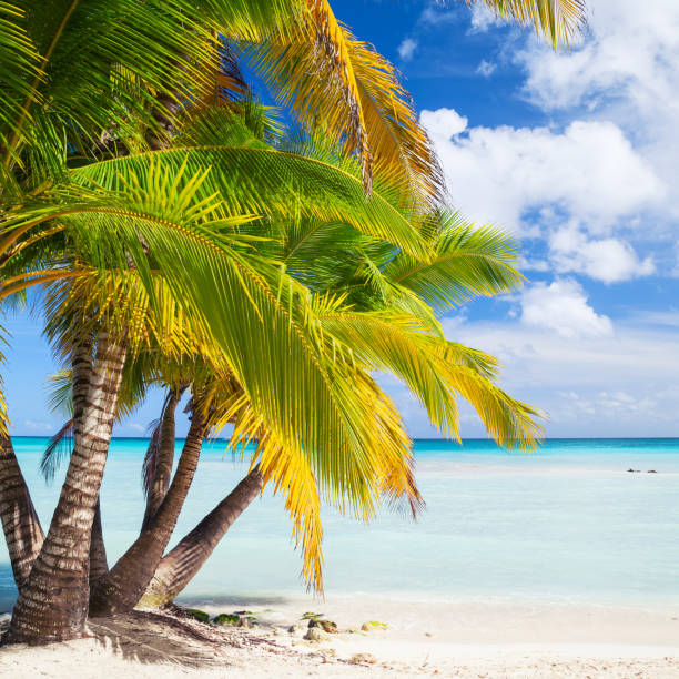 istock Coconut palms grow on white sandy beach 639112272