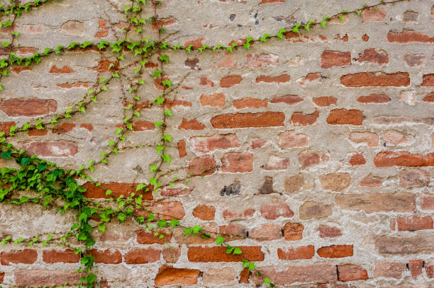 istock Ivy growing on a brick wall 639112504