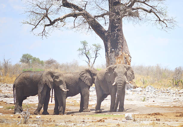 istock elephants in Africa 639112934