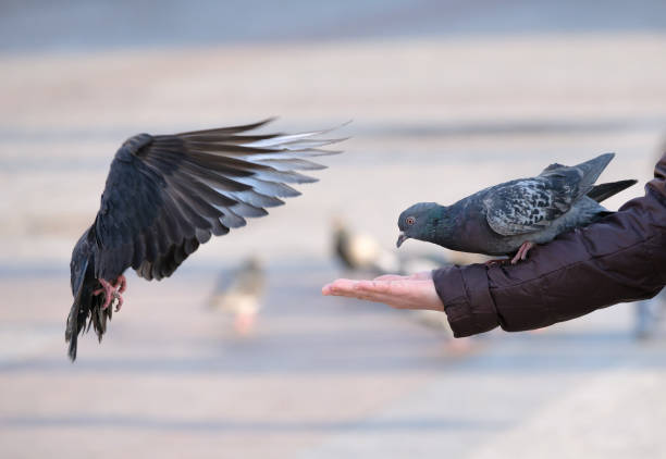 istock Pigeons eating from the human hand 639114434