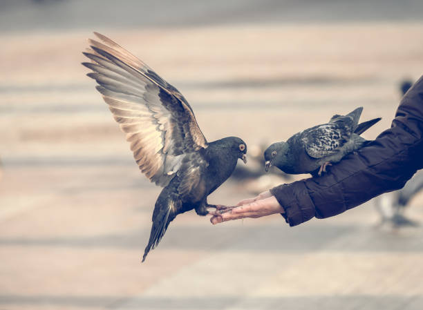 istock Pigeons eating from the human hand 639114500