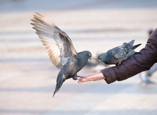 istock Pigeons eating from the human hand 639114530