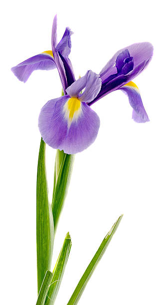 istock Mauve, blue iris flower, close up, isolated, white background 639115148