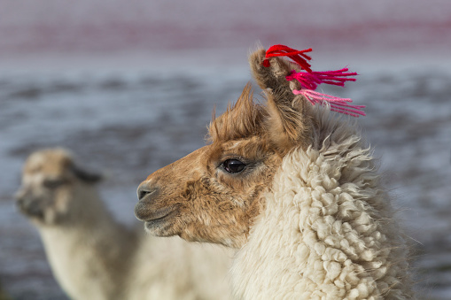 Alpaca at Colorado Lagoon, Salt Lake, Bolivia, South America.