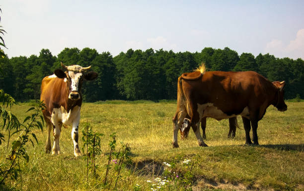 rural idyll cow shows interest forest field