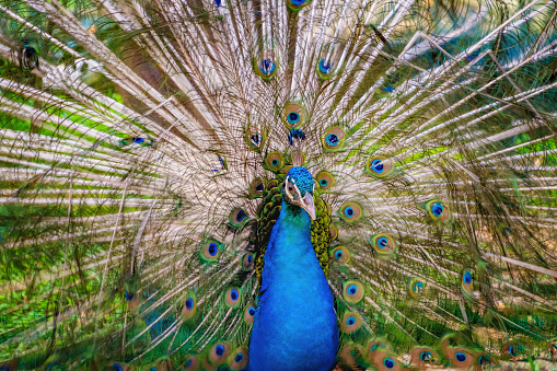 Close-up, rear view, The Indian blue peafowl, Peacock (Pavo cristatus)