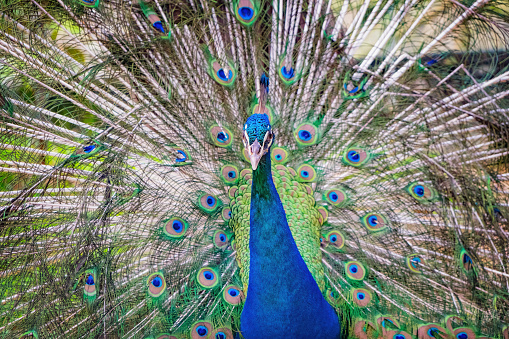 tile of a male peacock as a background