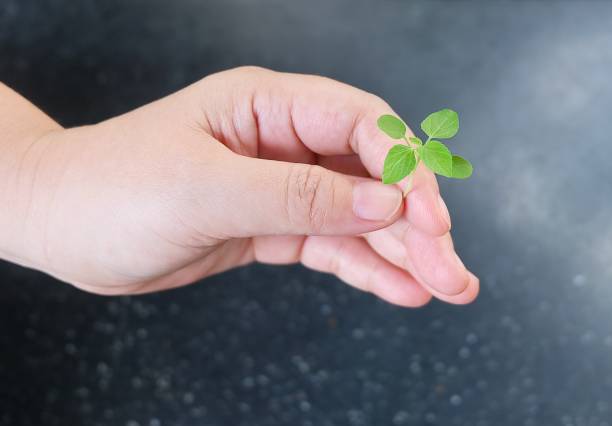istock Hand Holding A Green Small Young Plant 639117088