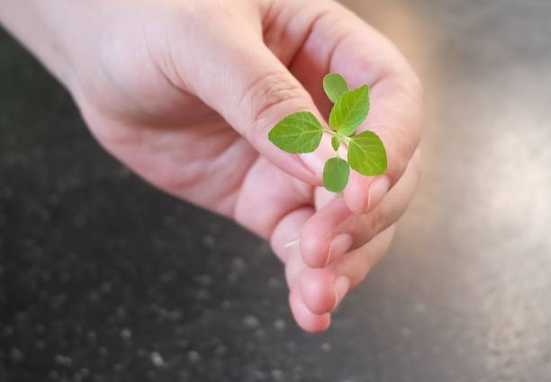 istock Hand Holding A Green Small Young Plant 639117092