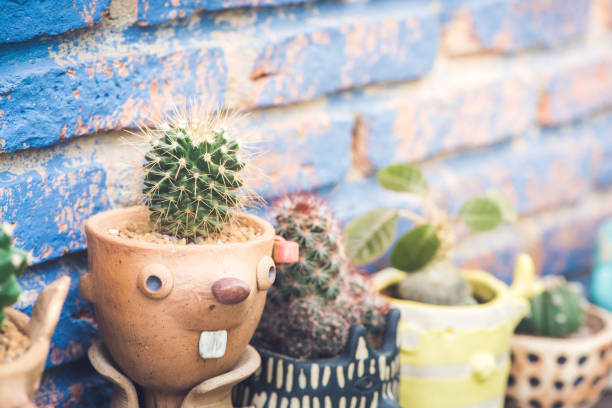 istock Cactus in pots on Blue brick wall Background. 639117234