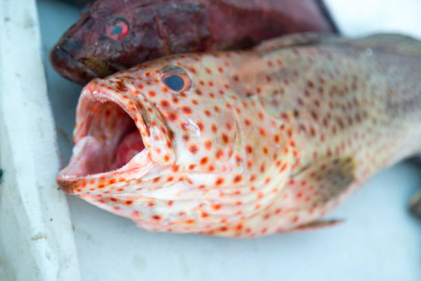 istock Fish on the market 639118146