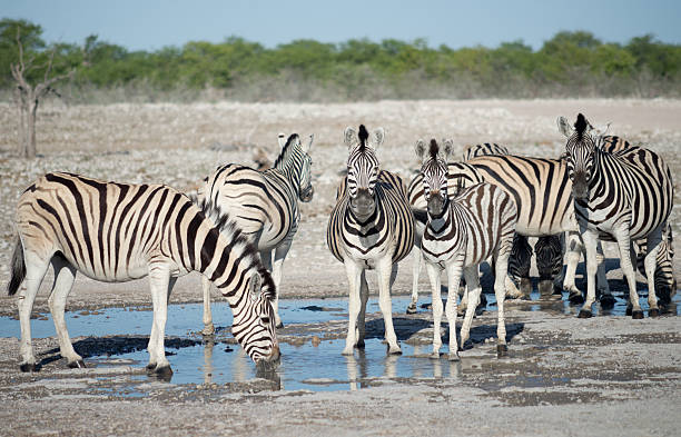 zebras at a watering hole in Africa