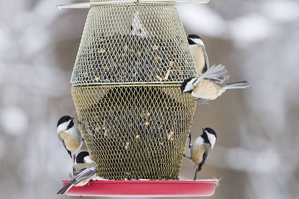 istock Black-capped Chickadee at feeder 639119206