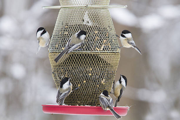 istock Black-capped Chickadee at feeder 639119242