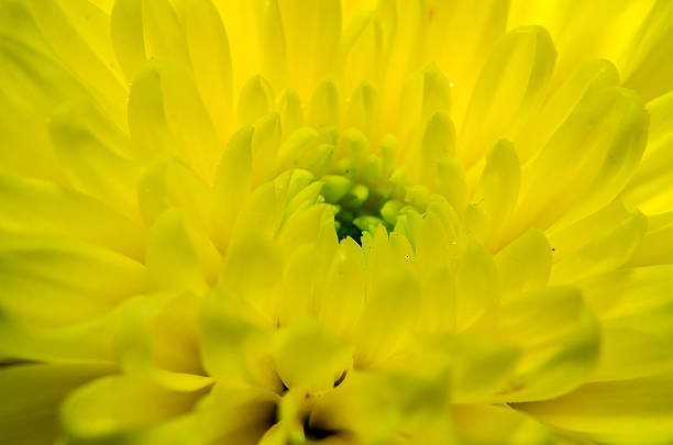istock Yellow chrysanthemum flower close up, macro 639119308