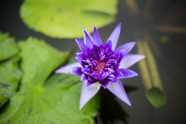 istock lotus flower is on a river 639120154