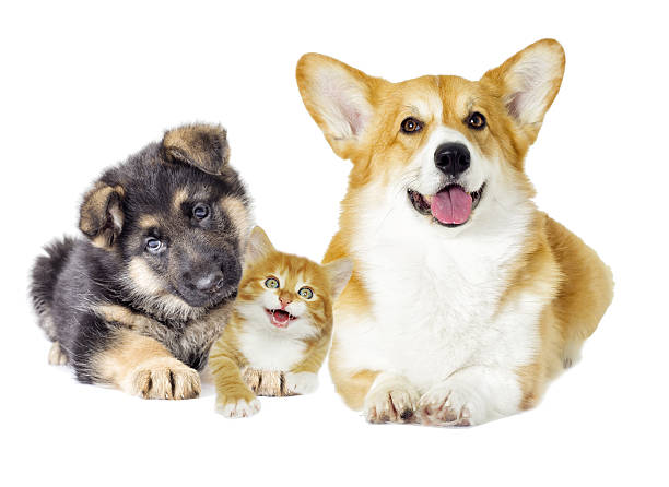istock puppy and kitten 639120296