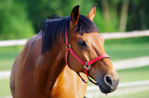 istock Horse in the paddock. 639120488