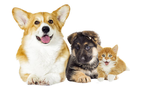 istock Puppy and kitten looking 639120754