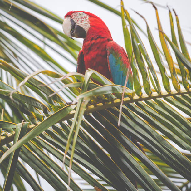 istock blue and yellow mackaw parrot 639120836
