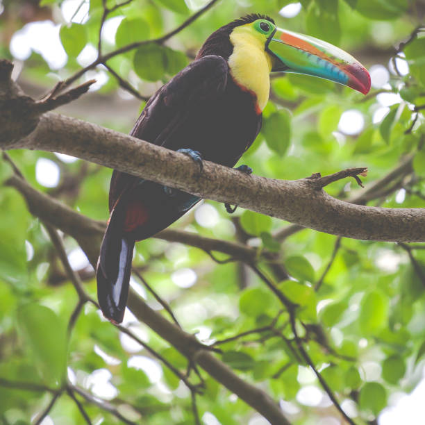 istock Toucan in rain forest with tree and foliage 639120878