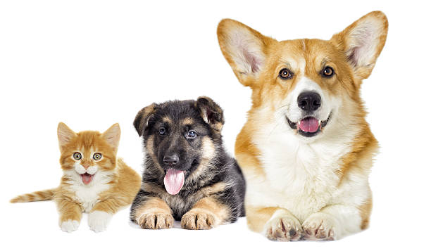 istock Puppy and kitten on a white background 639122024