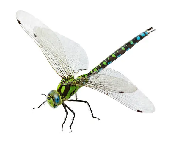 Photo of dragonfly isolated