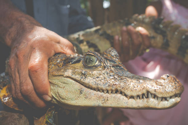 istock Eyes of young black caiman captured 639122102