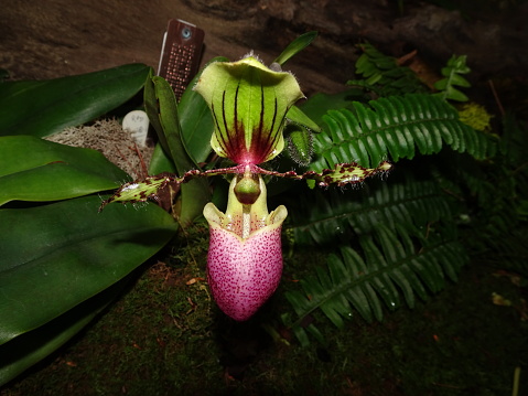 purple and green paphiopedilum liemianum