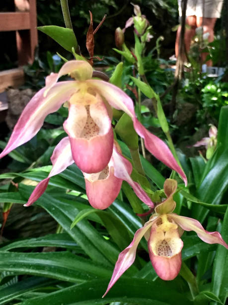 pink and white lady slipper orchid - ladyslipper imagens e fotografias de stock