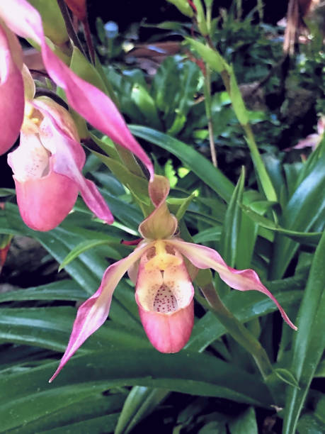 orchidea ladyslipper rosa e bianca - ladyslipper foto e immagini stock