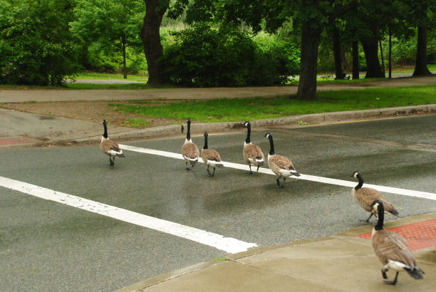 istock Ducks crossing the street 639124988