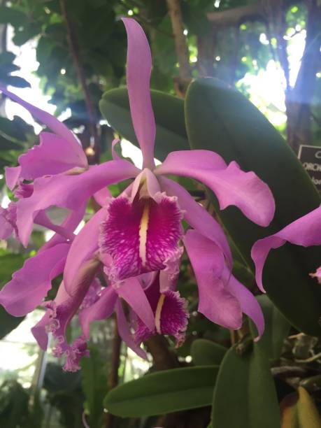 istock purple orchid 639125002