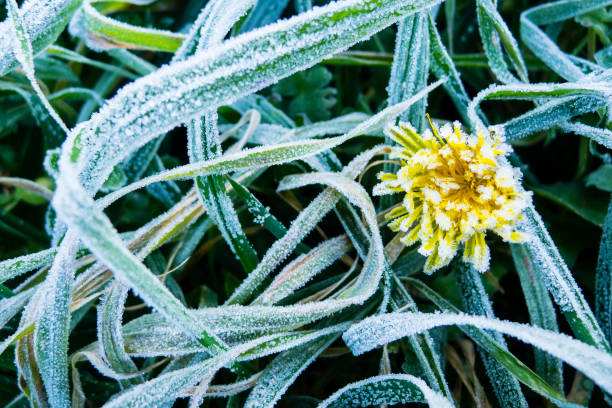 istock Early morning frost on grass 639125188