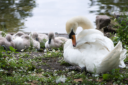 A swan and her babies at Saint James Park.
