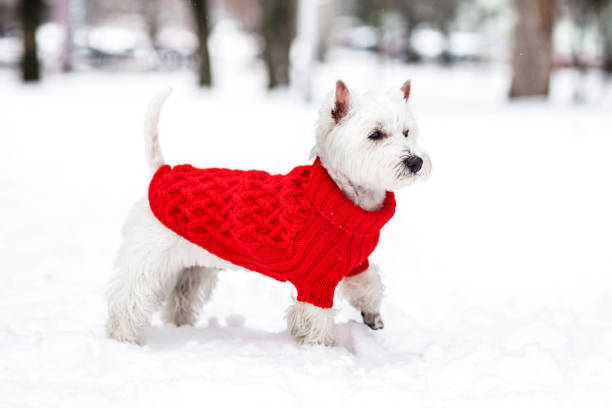 west highland white terrier in the snow wearing